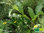 Echter Alant | Inula helenium | Bioland