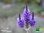 Kanarischer Lavendel | Lavandula pinnata | Bioland