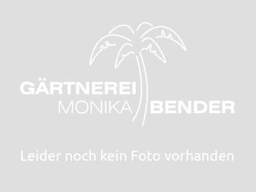 Schweizer Minze | Mentha spicata 'Swiss' | Bioland
