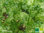 Krause Minze | Mentha spicata var. crispa | Bioland