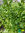 Krause Minze | Mentha spicata var. crispa | Bioland