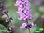 Strauchbasilikum | Ocimum kilimandscharicum x basilikum purpurascens 'African Blue' | Bioland
