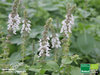 Strauchbasilikum | Ocimum kilimandscharicum x basilikum purpurascens 'African White' | Bioland