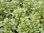 Grün-Weißes Strauchbasilikum | Ocimum x basilicum 'Pesto Perpetuo' | Bioland
