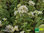 Weißbunter Oregano | Origanum vulgare 'Country Cream' | Bioland