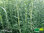 Rosmarin wüchsig |  Salvia rosmarinus syn.  Rosmarinus officinalis 'Upright' | Bioland