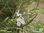 Rosmarin winterhart |  Salvia rosmarinus syn. Rosmarinus officinalis 'Veitshöchheim' | Bioland