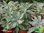 Weißer Salbei / Indian Sage | Salvia apiana 'Indian Sage' | Bioland