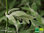 Schwarzer Peru Salbei | Salvia discolor | Bioland