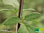Schwarzer Peru Salbei | Salvia discolor | Bioland