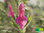 Fruchtsalbei | Salvia dorisiana | Bioland