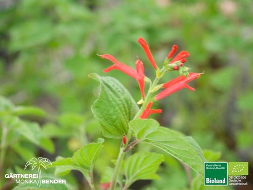 Mandarinen Salbei | Salvia elegans 'Tangerine' | Bioland