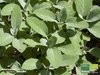 Breitblättriger Gewürzsalbei | Salvia officinalis 'Berggarten' | Bioland
