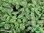 Gelbbunter Gewürzsalbei | Salvia officinalis 'Icterina' | Bioland