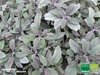 Purpur Gewürzsalbei | Salvia officinalis 'Purpurascens' | Bioland