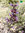 Bunter Gewürzsalbei | Salvia officinalis 'Tricolor' | Bioland