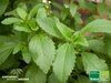 Süßkraut | Stevia rebaudiana | Bioland