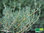 Pinien-Thymian | Thymus thracicus 'Pine Wood' | Bioland