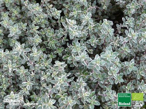 Weißbunter Gewürzthymian | Thymus x citriodorus 'Silver King' | Bioland