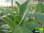 Großblütige Königskerze | Verbascum densiflorum | Bioland