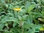 Pita Bringaraj | Wedelia calendulacea | Bioland
