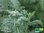 Wiesen-Schafgarbe | Achillea millefolium | Bioland