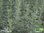Zitronen-Eberraute | Artemisia abrotanum 'Citrina' | Bioland