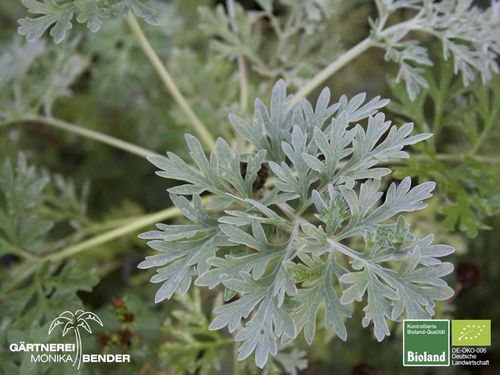 Wermut | Artemisia absinthium | Bioland