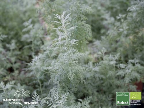 Römischer Wermut | Artemisia pontica | Bioland