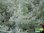 Römischer Wermut | Artemisia pontica | Bioland
