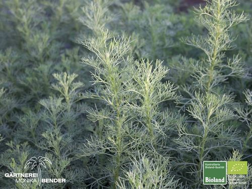 Spezipflanze | Artemisia procera | Bioland