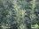 Spezipflanze | Artemisia procera | Bioland
