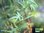 Beifuß | Artemisia vulgaris | Bioland