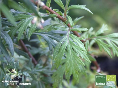 Beifuß | Artemisia vulgaris | Bioland