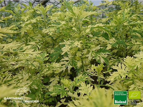 Panaschierter Beifuß | Artemisia Variegata | Bioland