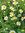Teppich-Kamille | Chamaemelum nobile | Bioland