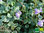 Mauer-Zimbelkraut (lila/gelb) | Cymbalaria muralis | Bioland