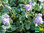 Mauer-Zimbelkraut (lila/gelb) | Cymbalaria muralis | Bioland