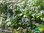 Japanische Teehortensie | Hydrangea serrata 'Oamacha'