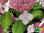 Japanische Teehortensie | Hydrangea serrata 'Oamacha'