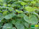 Gotu Kola / Indischer Wassernabel | Hydrocotyle asiatica neu: Centella asiatica | Bioland