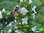 Weißer Ysop | Hyssopus officinalis 'Alba' | Bioland