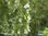 Weißer Ysop | Hyssopus officinalis 'Alba' | Bioland