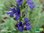 Zwerg Ysop | Hyssopus officinalis ssp. Aristatus | Bioland