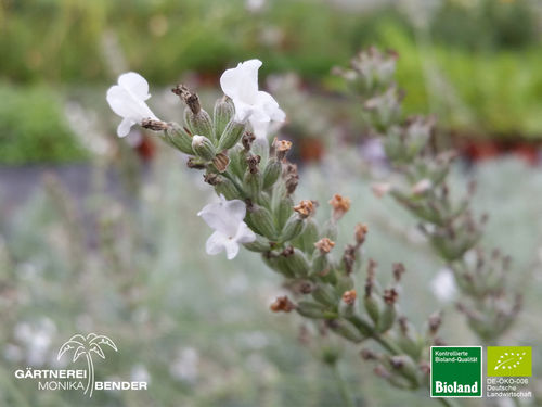 Weißer Provence Lavendel | Lavandula x intermedia 'Edelweiß' | Bioland