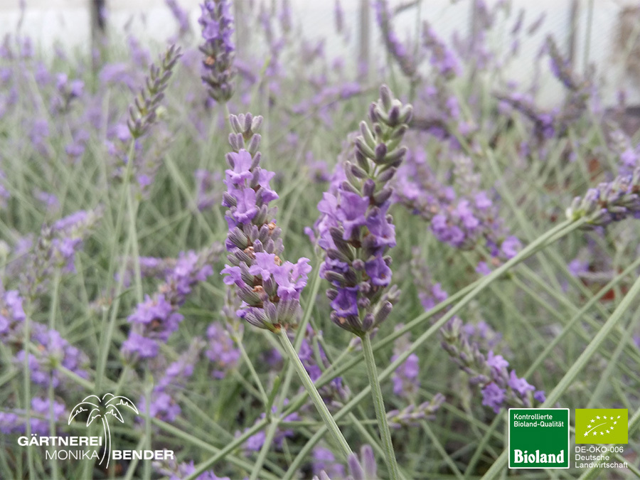 Provence Lavendel 