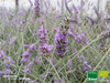 Provence Lavendel | Lavandula x intermedia 'Grosso' | Bioland