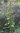 Großblütige, mauretanische Malve | Malva sylvestris ssp. maur. | Bioland