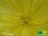 Polsternachtkerze | Oenothera missouriensis | Bioland