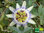 Blaue Passionsblume | Passiflora caerulea | Bioland